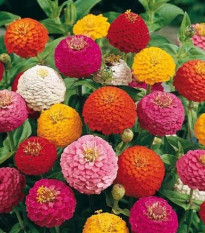 ostlka slin Liliput - Zinnia elegans Liliput