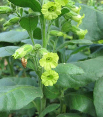 tabk selsk - Nicotiana rustica