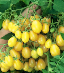 lilek raje Ildi - Solanum lycopersicum Ildi