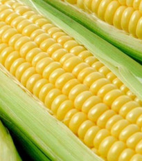 kukuice set Tasty Sweet F1 - Zea mays Tasty Sweet F1