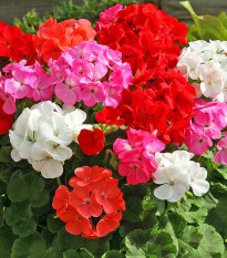 pelargonie Cabaret F2 - Pelargonium  hortorum Cabaret F2