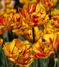 tulipn Golden Nizza - Tulipa Golden Nizza