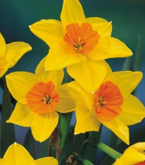 narcis Suzy - Narcissus Suzy