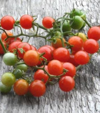 raje - Solanum pimpinellifolium