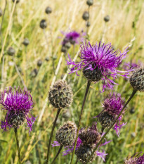 chrpa eknek - Centaurea scabiosa