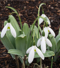 snenka Elwsova - Galanthus elwesii