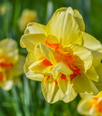 narcis Tahiti - Narcissus Tahiti