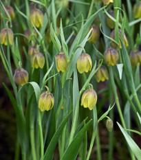 ebk - Fritillaria uva-vulpis