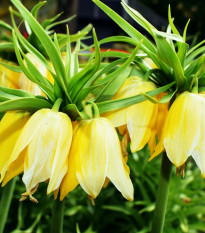 ebk krlovsk Lutea Maxima - Fritillaria imperialis Lutea Maxima