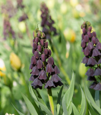 ebk - Fritillaria persica