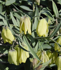 ebk - Fritillaria pontica