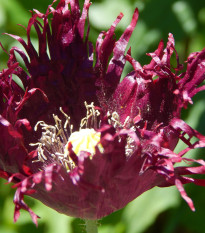 mk set Black Swan - Papaver somniferum Black Swan