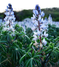 lupina zkolist - Lupinus angustifolius