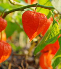 mochyn idovsk - Physalis alkekengi