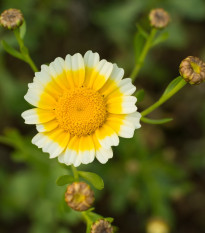 zlate vncov - Glebionis coronaria