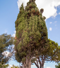 cypi - Cupressus lusitanica