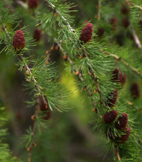 modn sibisk - Larix sibirica