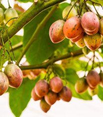 rajenka epovit - Solanum betaceum