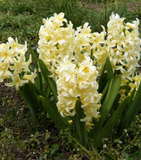 hyacint vchodn City of Haarlem - Hyacinthus orientalis City of Haarlem