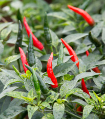 paprika set Cayenne - Capsicum annuum Cayenne