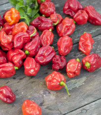 paprika nsk Congo Trinidad - Capsicum chinense Congo Trinidad