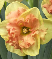 narcis Vanilla Peach - Narcissus Vanilla Peach