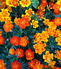 aksamitnk rozkladit Nana - Tagetes patula Nana