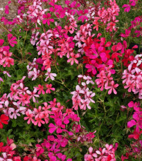 pelargonie Summer Showers - Pelargonium peltatum Summer Showers