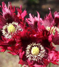 mk set Black Swan - Papaver somniferum Black Swan