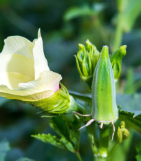 Ibiek jedl - Abelmoschus esculentus