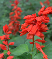 alvj ziv - Salvia splendens