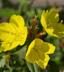 pupalka - Oenothera biennis