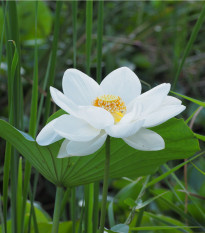 lotos oechonosn - Nelumbo nucifera