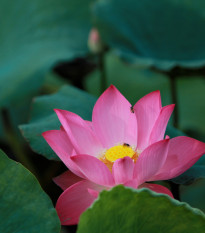 lotos oechonosn - Nelumbo nucifera