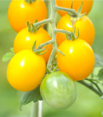 lilek raje Golden Currant F1 - Solanum lycopersicum Golden Currant F1