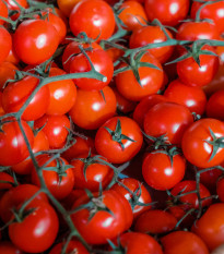 lilek raje Cherolla F1 - Solanum lycopersicum Cherolla F1