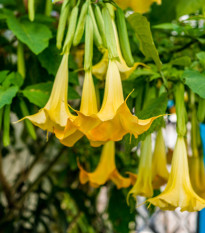 durman - Brugmansia