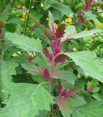 merlk - Chenopodium giganteum