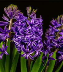 hyacint vchodn Blue Pearl - Hyacinthus orientalis Blue Pearl