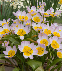 tulipn skaln - Tulipa saxatilis