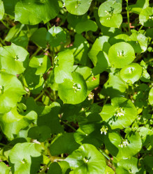 batolka prorostl - Claytonia perfoliata