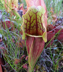 pirlice nachov - Sarracenia purpurea