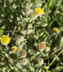 blenk obecn - Pulicaria vulgaris