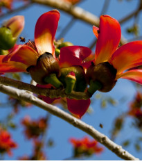 cejba prav - Bombax ceiba