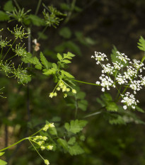 kerblk tebule - Anthriscus cerefolium