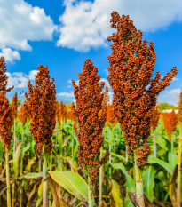 irok obecn - Sorghum bicolor