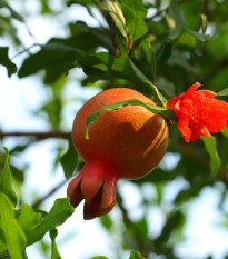 marhank grantov - Punica granatum