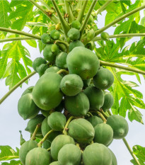 papja melounov - Carica papaya