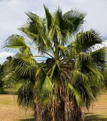 washingtonie statn - Washingtonia robusta