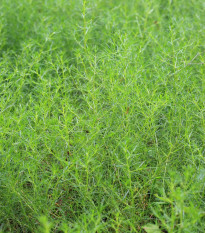 Salsola komarovii